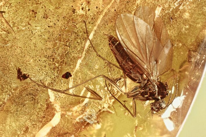 Detailed Fossil Spider and Fungus Gnats in Baltic Amber #346661